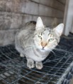/album/animais-para-ado%c3%a7%c3%a3o1/a27-jpg/