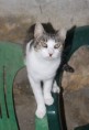 /album/animais-para-ado%c3%a7%c3%a3o1/a28-jpg/