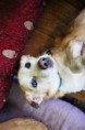 /album/animais-para-ado%c3%a7%c3%a3o1/a29-jpg/