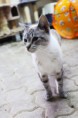 /album/animais-para-ado%c3%a7%c3%a3o1/a30-jpg/