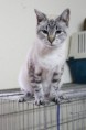 /album/animais-para-ado%c3%a7%c3%a3o1/a31-jpg/