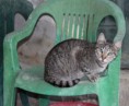 /album/animais-para-ado%c3%a7%c3%a3o1/a33-jpg/