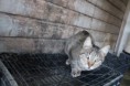 /album/animais-para-ado%c3%a7%c3%a3o1/a34-jpg/