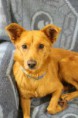 /album/animais-para-ado%c3%a7%c3%a3o1/a35-jpg/