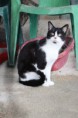 /album/animais-para-ado%c3%a7%c3%a3o1/a39-jpg/