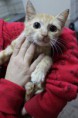/album/animais-para-ado%c3%a7%c3%a3o1/a40-jpg/
