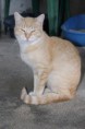 /album/animais-para-ado%c3%a7%c3%a3o1/a42-jpg/