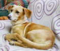 /album/animais-para-ado%c3%a7%c3%a3o1/a48-jpg/