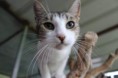 /album/animais-para-ado%c3%a7%c3%a3o1/a49-jpg/