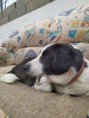 /album/animais-para-ado%c3%a7%c3%a3o1/a134-jpg/