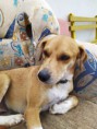 /album/animais-para-ado%c3%a7%c3%a3o1/a135-jpg/