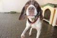 /album/animais-para-ado%c3%a7%c3%a3o1/a202-jpg/
