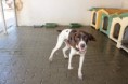 /album/animais-para-ado%c3%a7%c3%a3o1/a203-jpg/