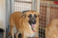 /album/animais-para-ado%c3%a7%c3%a3o1/a206-jpg/