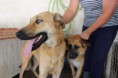 /album/animais-para-ado%c3%a7%c3%a3o1/a207-jpg/