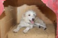 /album/animais-para-ado%c3%a7%c3%a3o1/a213-jpg/